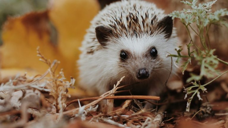 African pygmy hedgehog exploring among plants