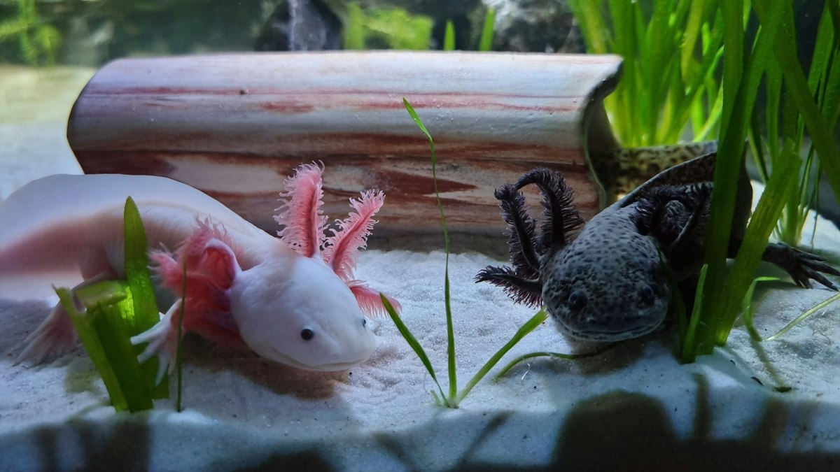 Axolotls in a planted aquarium
