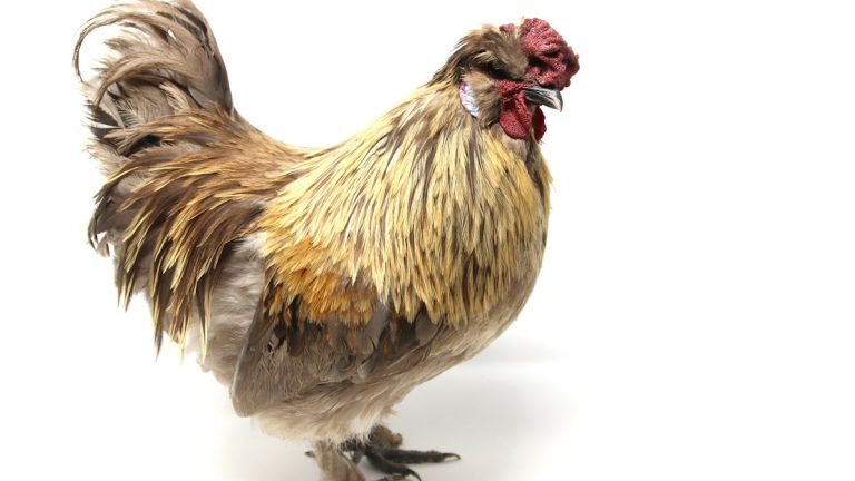 Backyard hen standing