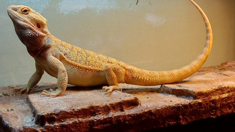 Bearded dragon basking on a rock