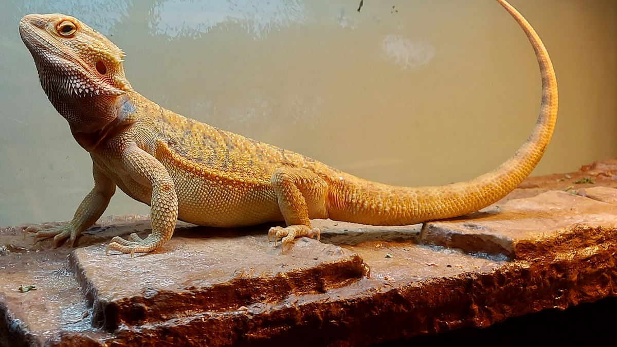 Bearded dragon basking on a rock