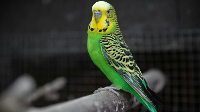Green and yellow budgie perched