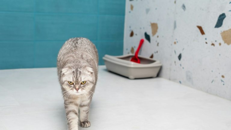Cat walking away from a litter tray