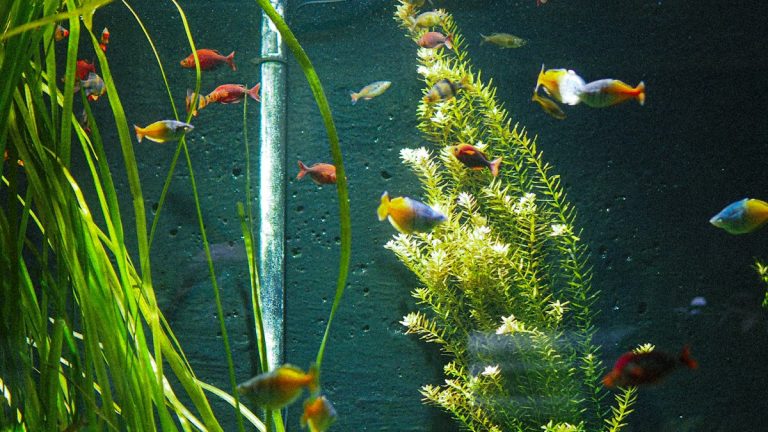 Planted aquarium with small tropical fish