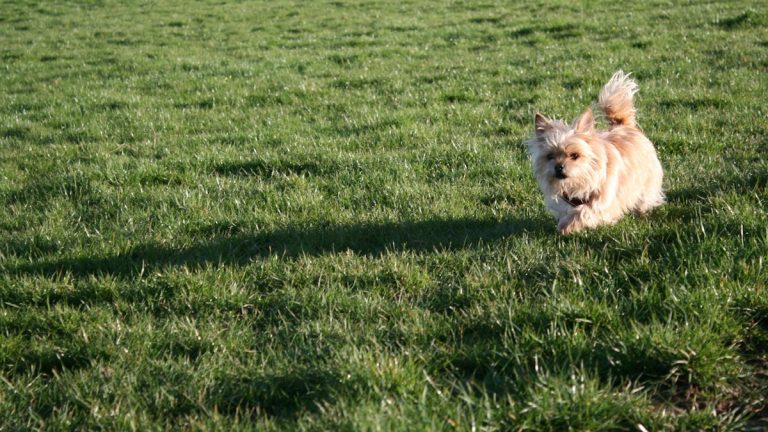Small dog running across a grassy field
