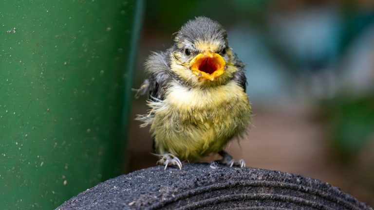 Fledgling blue tit calling for food