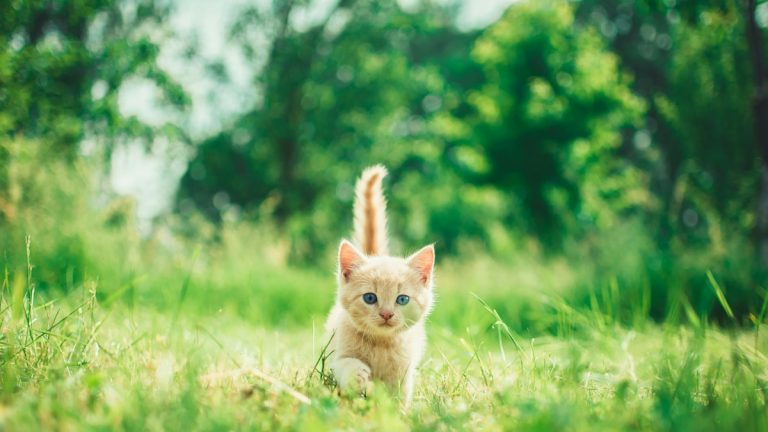 Ginger tabby kitten walking in grass