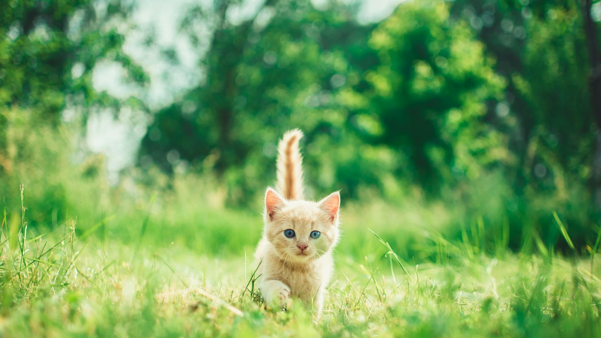 Ginger tabby kitten walking in grass