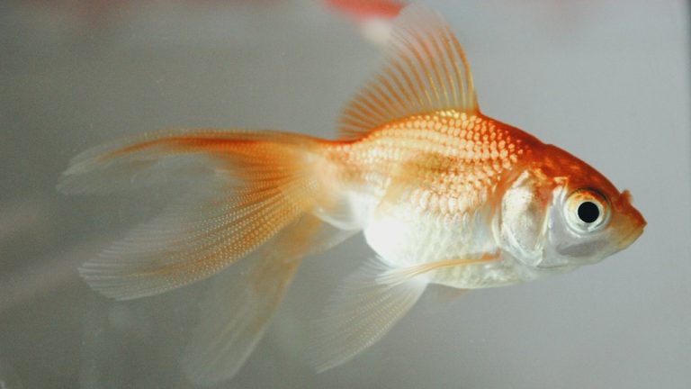 Goldfish swimming