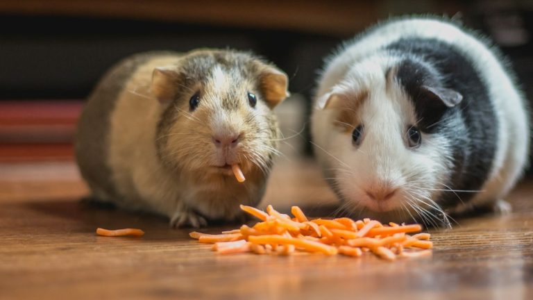 Two guinea pigs eating carrot