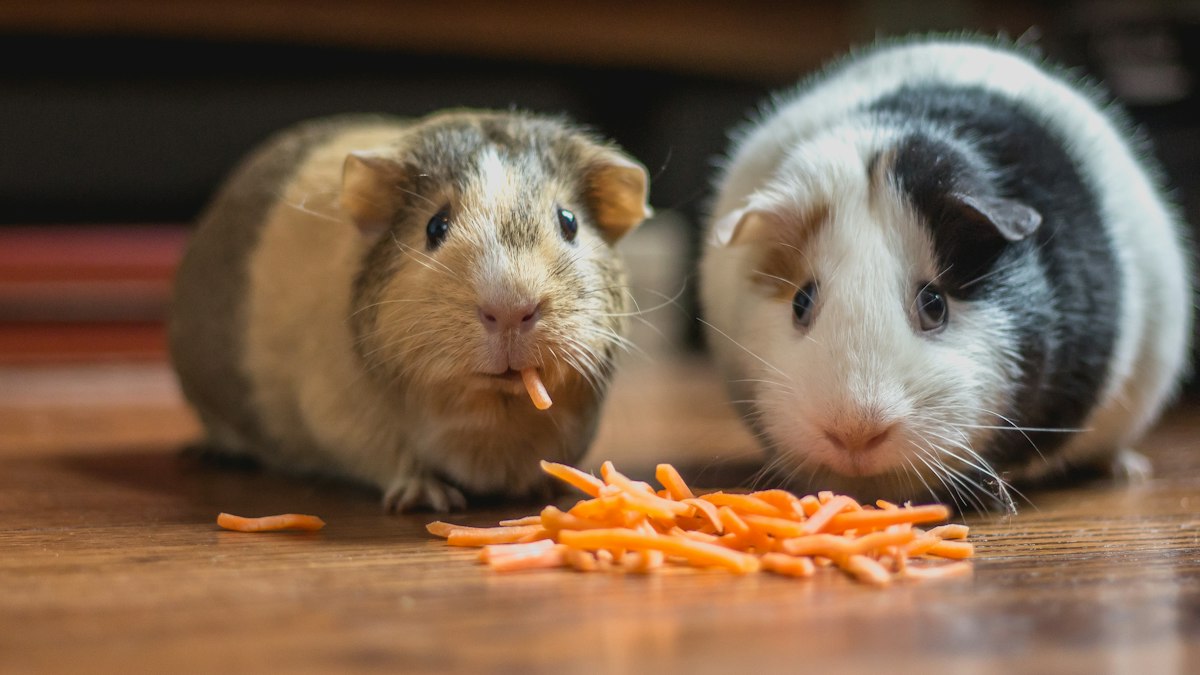 Two guinea pigs eating carrot