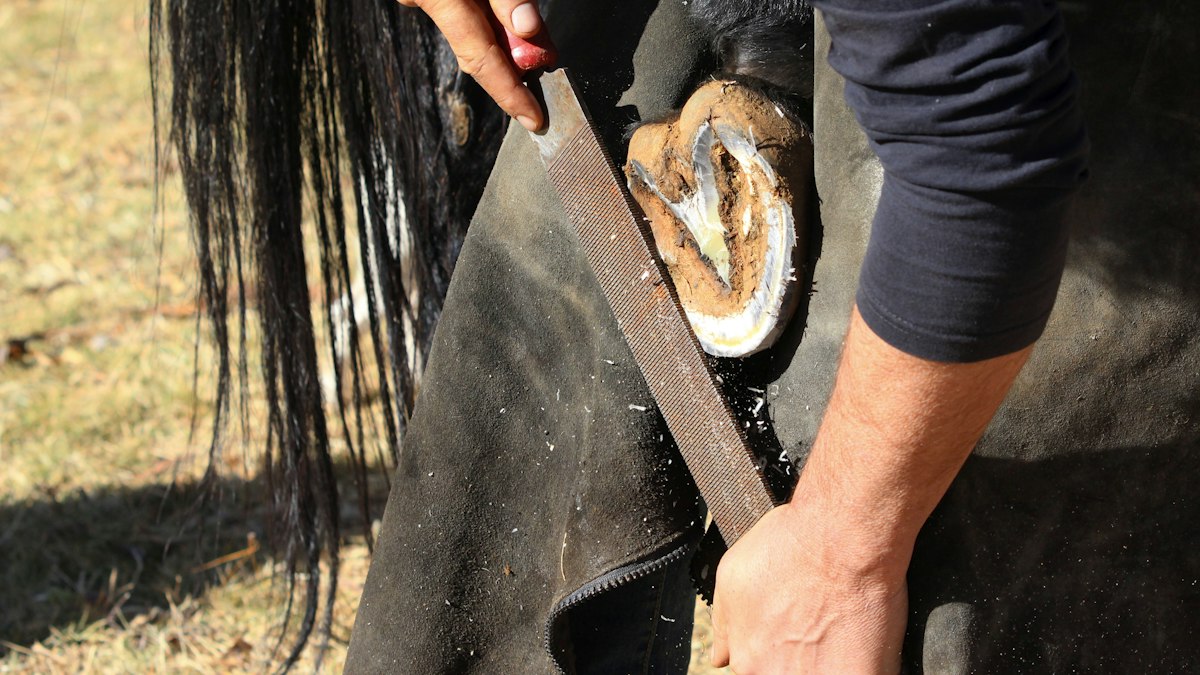 Farrier rasping a horse's hoof