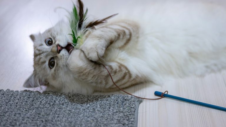 Cat playing with a feather wand toy indoors