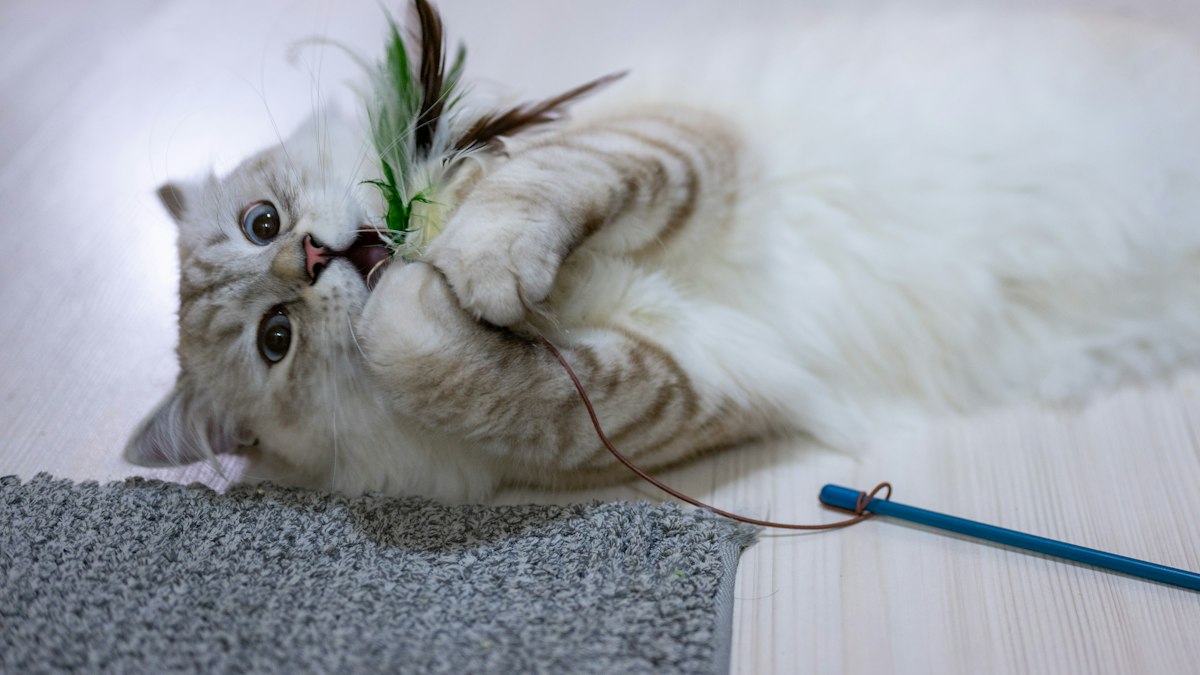 Cat playing with a feather wand toy indoors