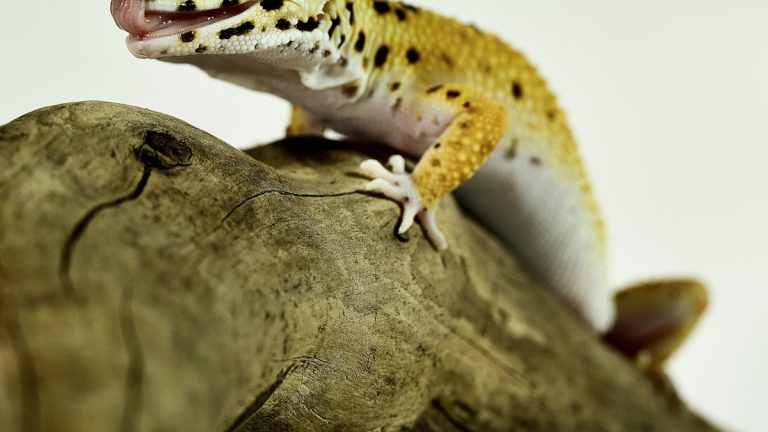 Leopard gecko resting on a branch