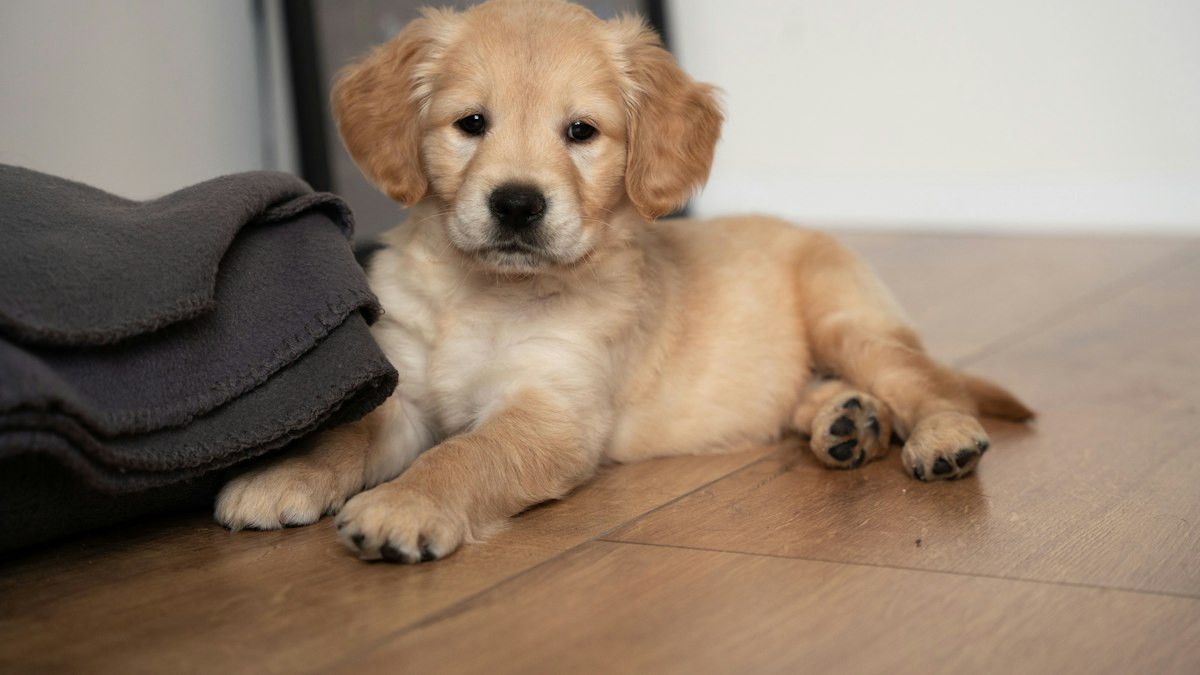 Golden retriever puppy lying on a wooden floor at home