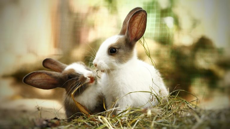 Two rabbits eating hay