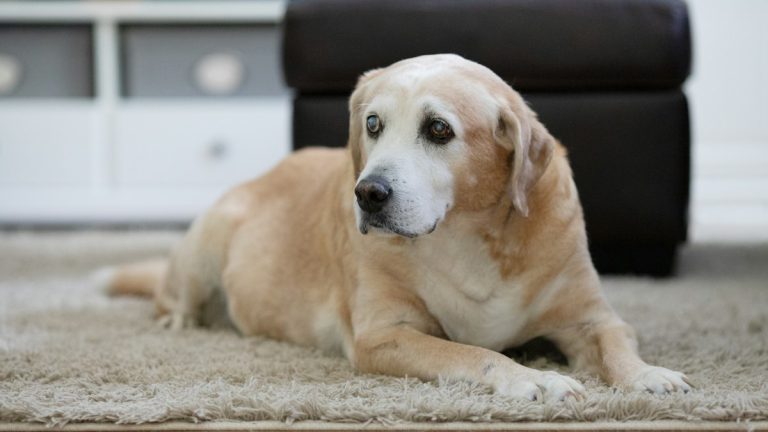 Senior Labrador resting on a rug