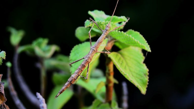 Stick insect on a leafy plant