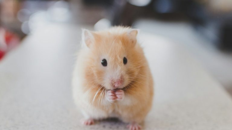 Syrian hamster sitting upright